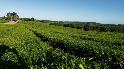Fototapeta na wymiar Tea plantation