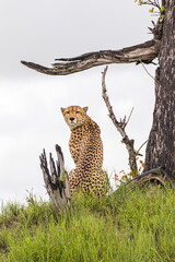 Obraz na płótnie Canvas An adult male Cheetah alert for a meal in Moremi Game Reserve in Botswana