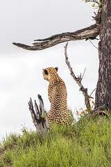 An adult male Cheetah alert for a meal in Moremi Game Reserve in Botswana