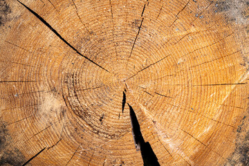 Fototapeta premium The background is made of a round cross-section of a thick tree.