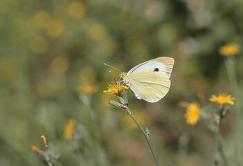 Great White Angel (Pieris brassicae) butterfly on plant