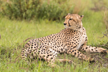 Naklejka na ściany i meble An adult male Cheetah alert for a meal in Moremi Game Reserve in Botswana 