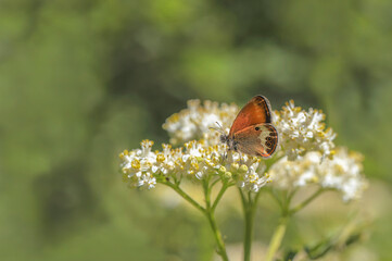 Shrub Fairy (Coenonympha arcania) butterfly on plant .