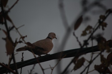 dove at sunset