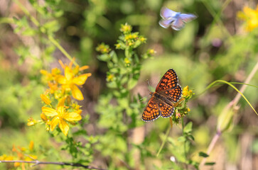 Amannisa (Melitaea athalia) butterfly basking on the plant