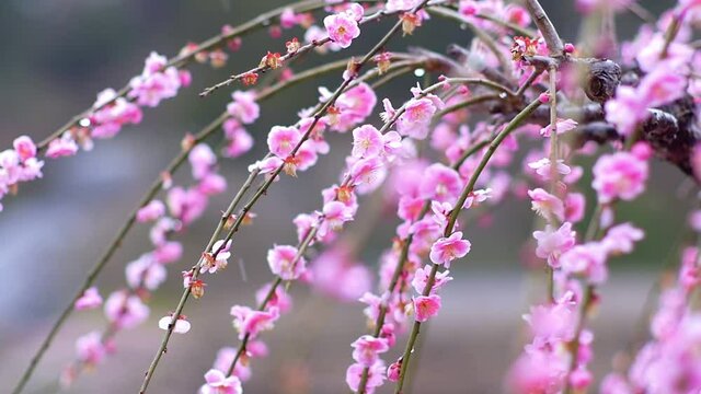 梅の花に降る雪。日本の冬の雪景色。初春。

