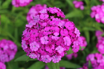 close up of a pink hydrangea