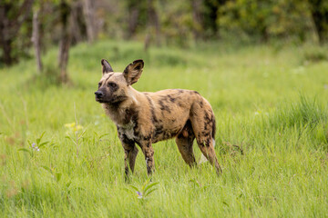 Portrait of  the dominant male of a pack of Wild Dogs in Moremi Game Reserve in Botswana