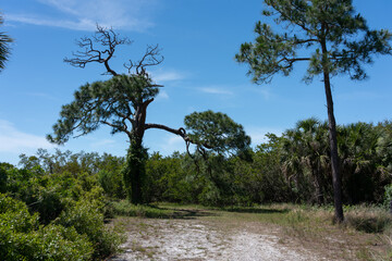 Fototapeta na wymiar View from Honeymoon Island, Florida, USA.