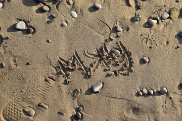 Meow on the beach