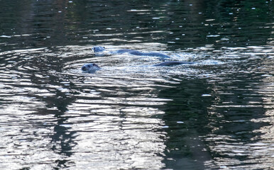 A pair of otters swim in the Jerte river where they are known by walkers