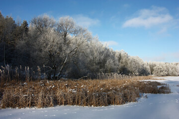 Frosty sunny day. A view from ice on the coast of the lake overgrown with the forest. In the foreground dry reed is allocated with beige color. Everything is decorated with hoarfrost.