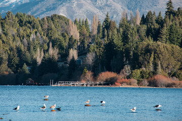 Landscape of birds with a forest and lake shore at Bariloche, Patagonia, Argentina. Beautiful and paceful outdoor natural animals
