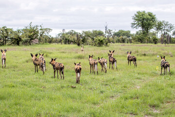 Naklejka na ściany i meble A pack of Wild Dogs hunting Impala in Moremi Game Reserve in Botswana
