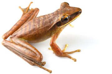 Frog from Ecuador