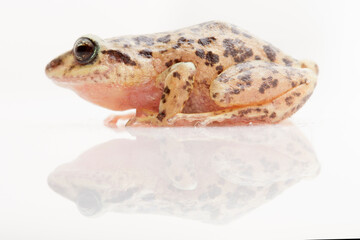 Pristimantis  from Ecuador