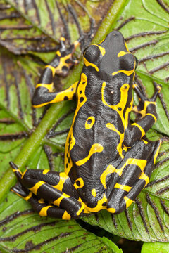 toad from Ecuador Atelopus