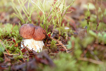 A small hogweed mushroom in the summer forest. Boletus