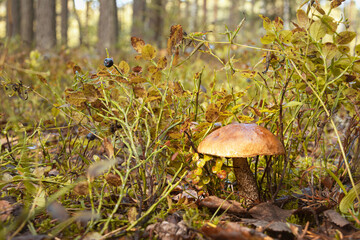 The podosinovik mushroom hid in the grass. Habitat