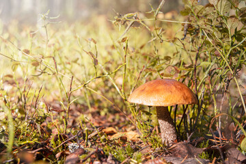 Podosinovik mushroom in its natural environment in the forest after rain