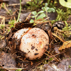 A close-up of an ant on the cap of a growing mushroom. Habitat