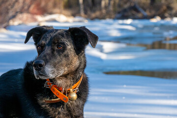 Black dog enjoying the beautiful scenes of a warm winter in the Mountains