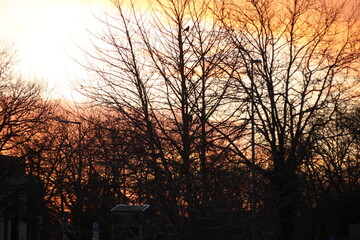 Sehr intensiver Sonnenuntergang hinter Bäumen