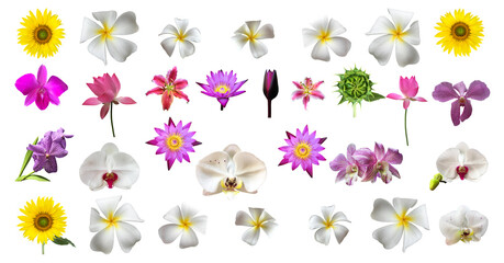 isolated white plumeria, sunflower, vanda orchid, hybrid orchid, pink waterlily, young sunflower bud and young lotus bud with clipping paths.