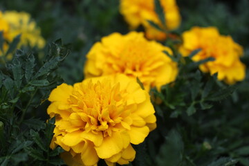 yellow flowers in the garden
