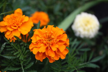 orange marigold flower