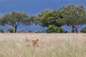A young pride male Lion looks up as lightning strikes in the leaden sky during the green season at...