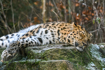 Obraz na płótnie Canvas leopard 