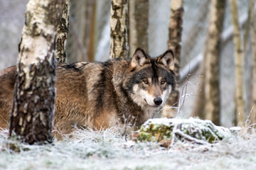 wolf in the snow
