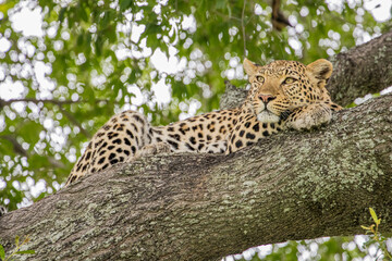 A Leopard lazing on a branch of a large tree in Moremi Game Reserve, Botswana