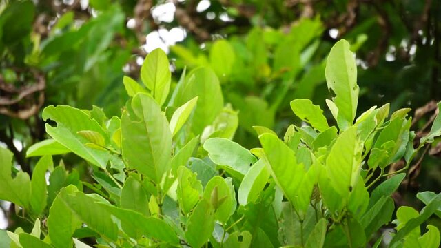 Erythrina fusca (Also called purple coraltree, gallito, bois immortelle, bucayo) flower. Used as a traditional medicine for itching by boiling the leaves