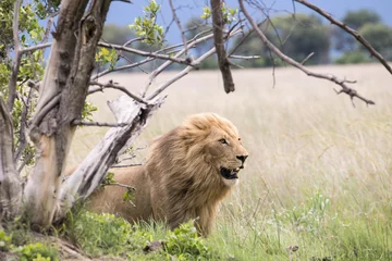 Fototapeten A windswept young pride male Lion during the green season at Moremi Game Reserve in Botswana © Bill