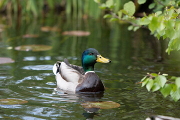 duck on the lake