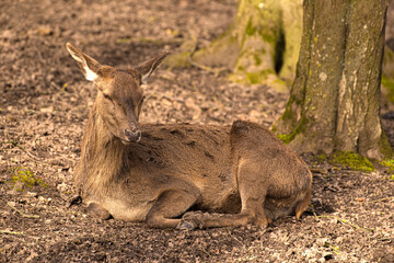 Rotwildkuh gemütlich ausruhend und gut getarnt im Laubwald. Red deer cow comfortably resting and well camouflaged in deciduous forest.