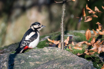 spotted woodpecker