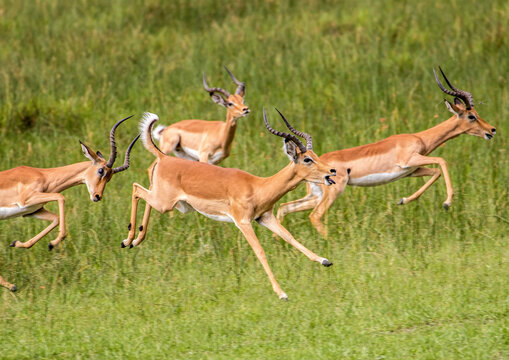 A group of excited bachelor Impalas pronking during the annual rut in Moremi Game Reserve in Botswana