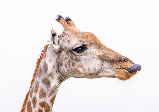 Portrait of a female Southern Giraffe with her long tongue out in Chobe National Park, Botswana