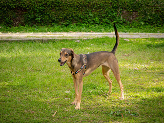 Happy Mongrel Dog Playing in the Green Garden in Medellin, Colombia