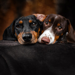 dachshund dogs cute pets homeliness best friends
