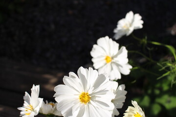 Obraz premium white flowers in the garden