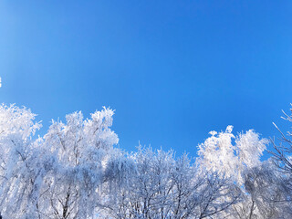 snow covered branches