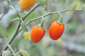 red fresh cherry tomatoes on tree on nature background