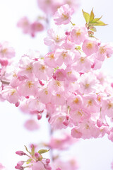 Springtime  background  with pink blossom.