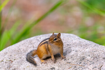 A Eastern Chipmunk (Tamias striatus) looking alert on top of a boulder.