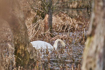 White swans swimming through reed