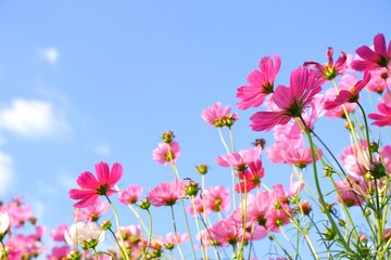 Obraz na płótnie Canvas Pastel sweet cosmos flowers on sky background. selective Focus